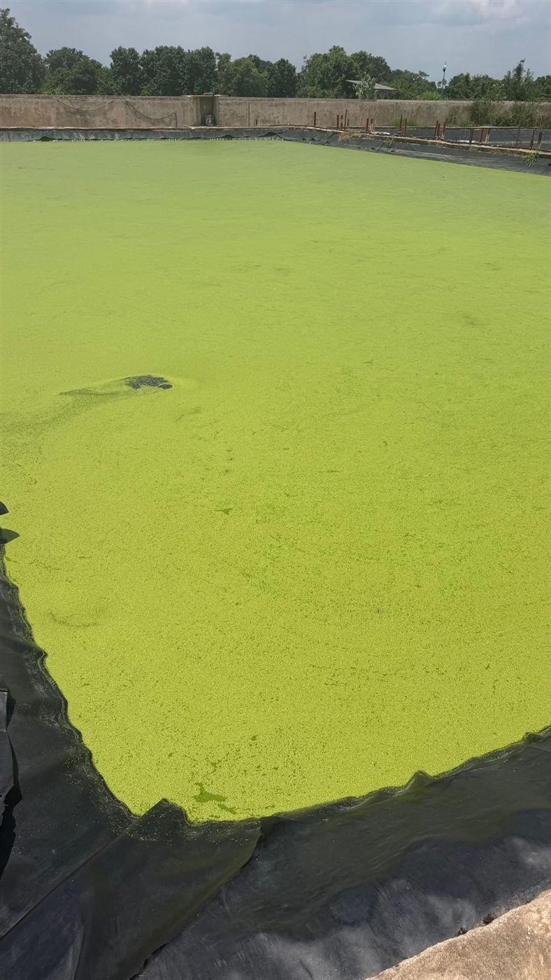 Bassin piscicole bâché