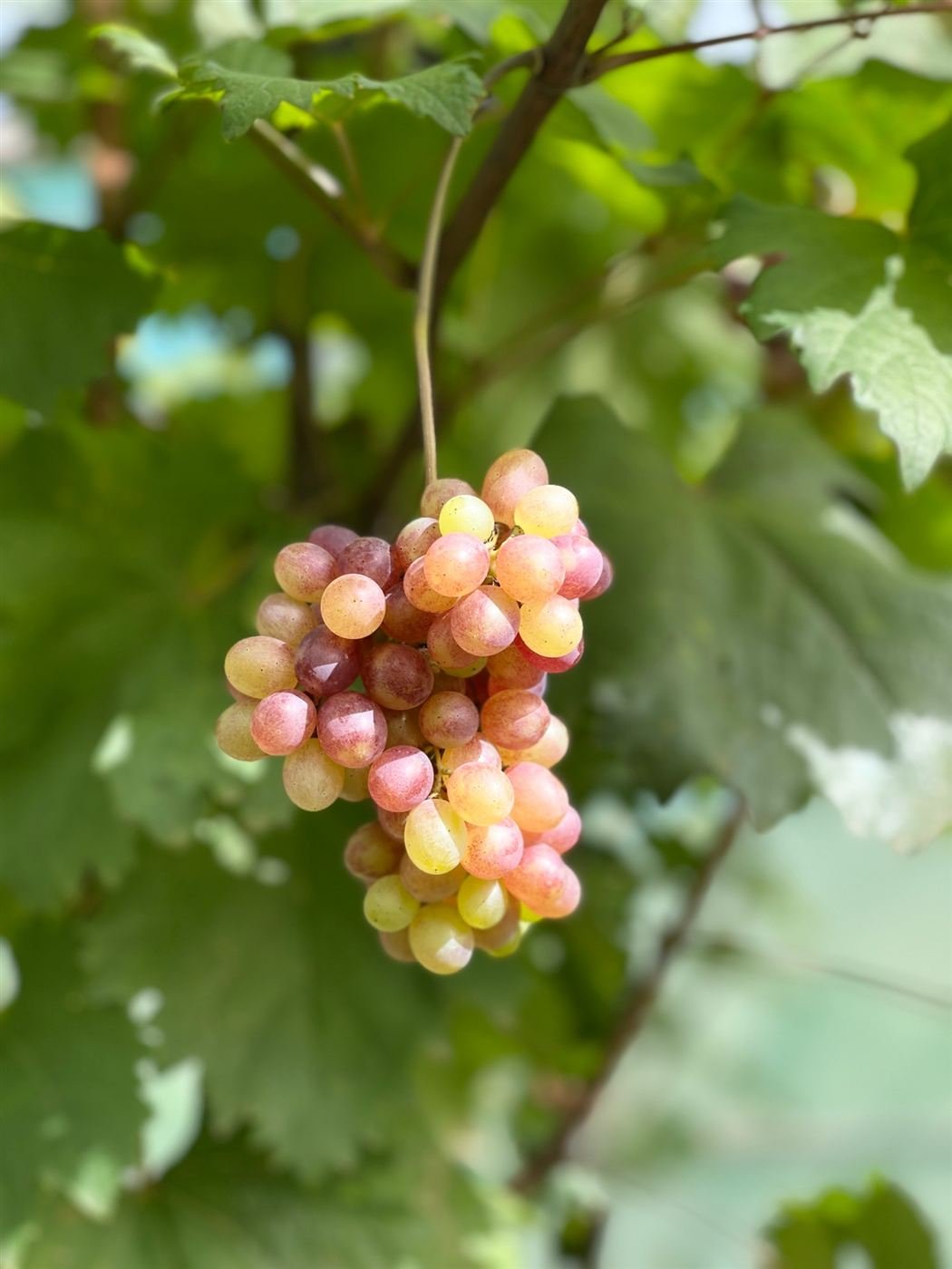 Grappe de raisin sur la vigne