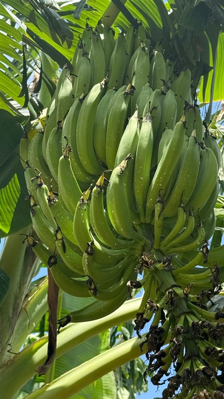 Régime de bananes sur le bananier