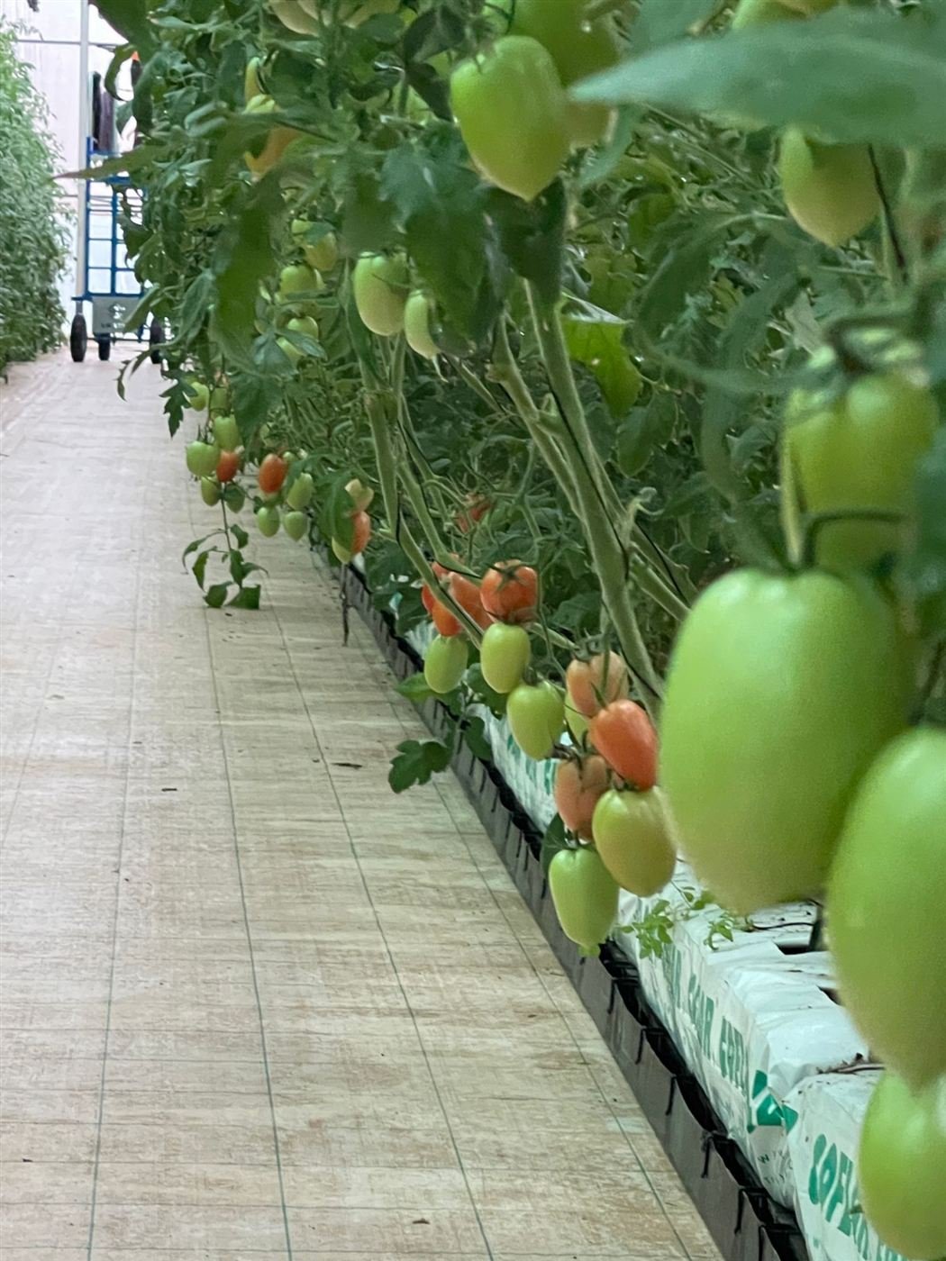 Allée de tomates sous serre
