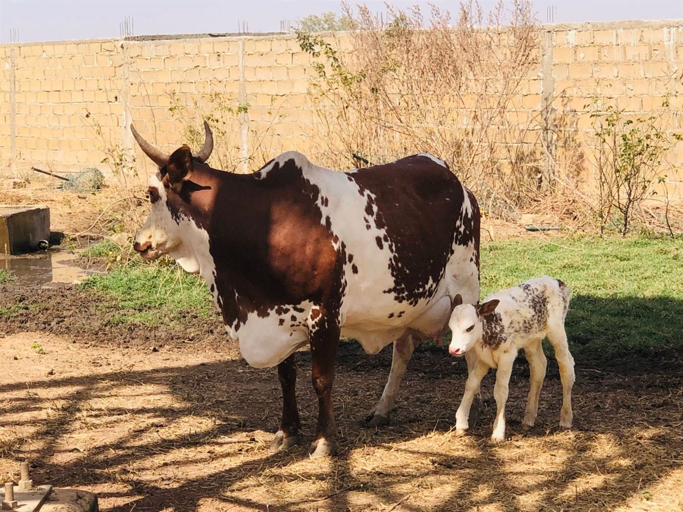 Vache et son veau